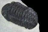 Austerops Trilobite - Nice Eye Facets #127181-4